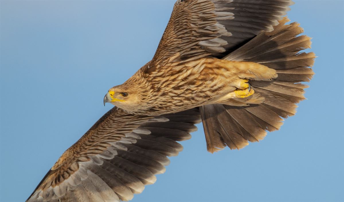 Eastern Imperial Eagle