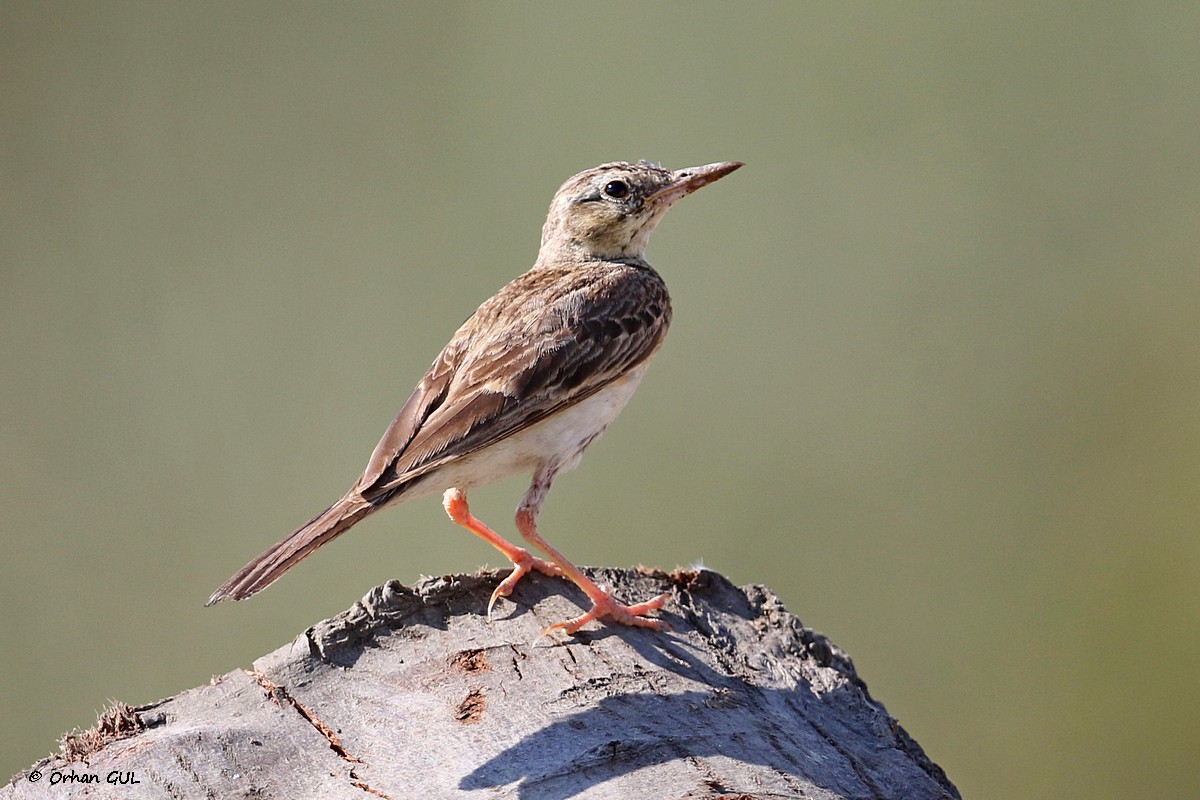 Tawny Pipit