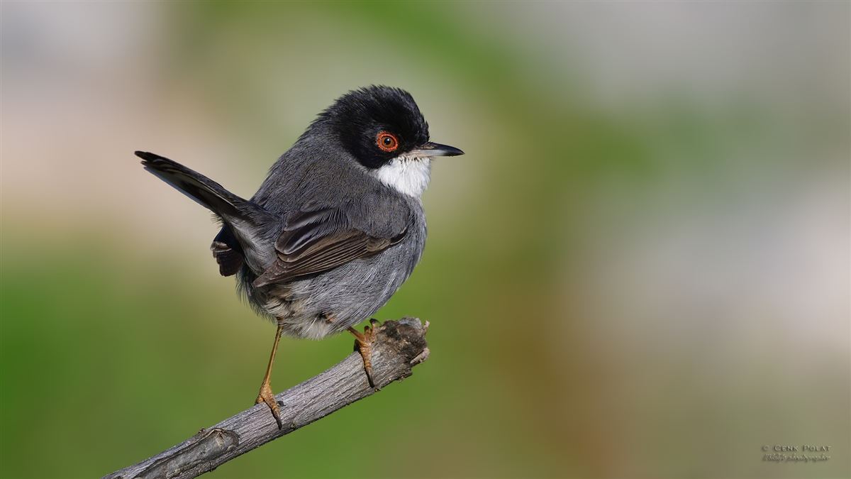 Sardinian Warbler