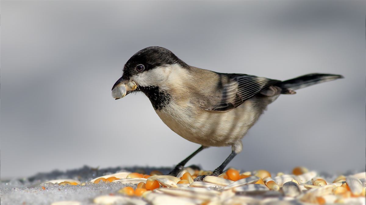 Sombre Tit