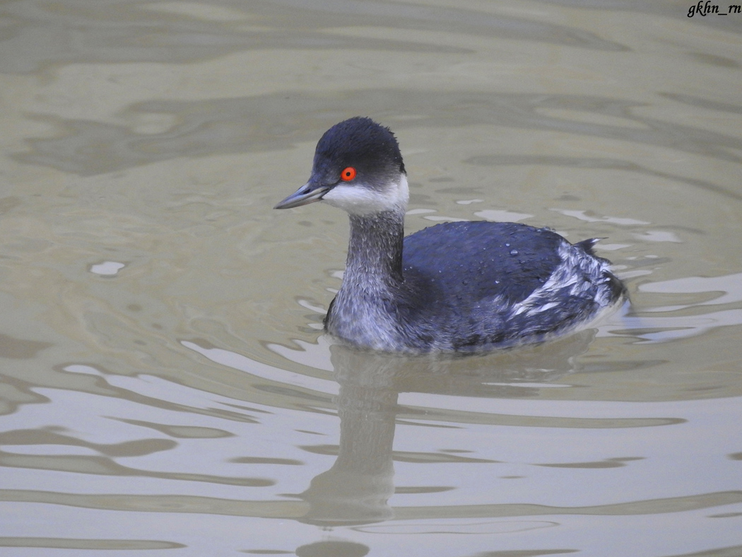 Black-necked Grebe