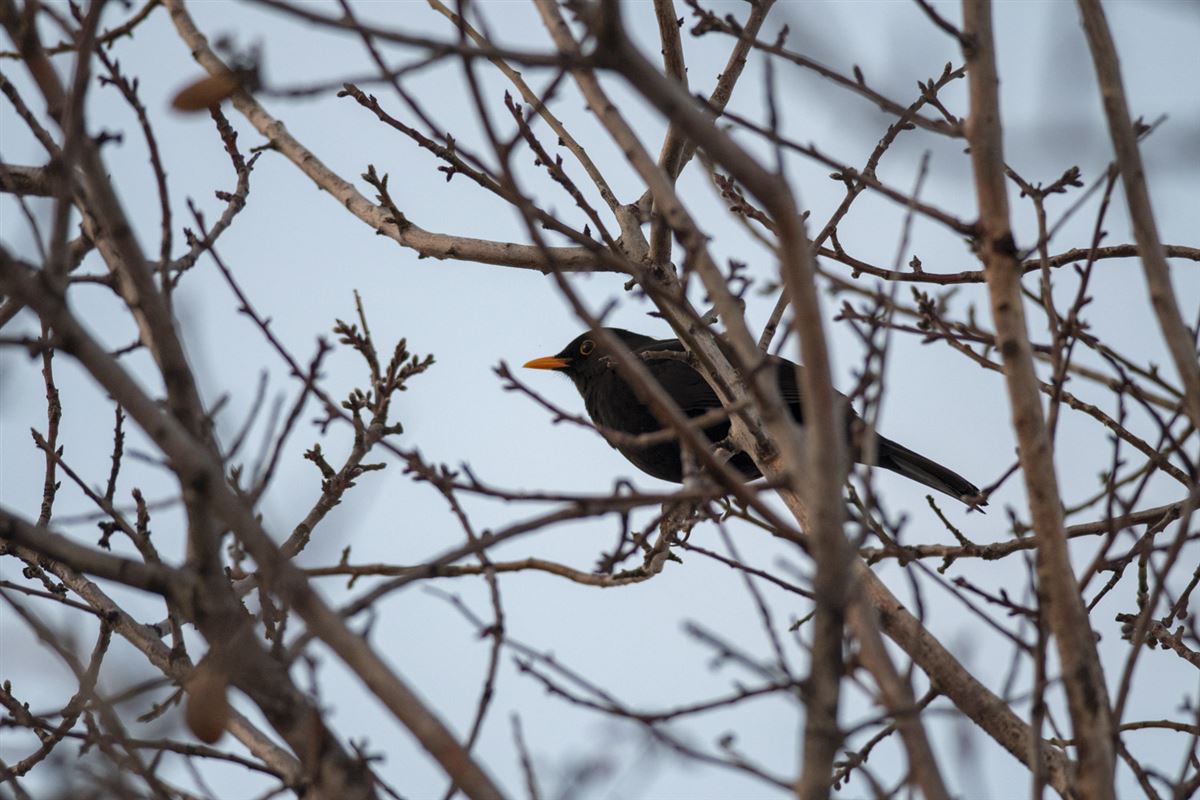 Common Blackbird