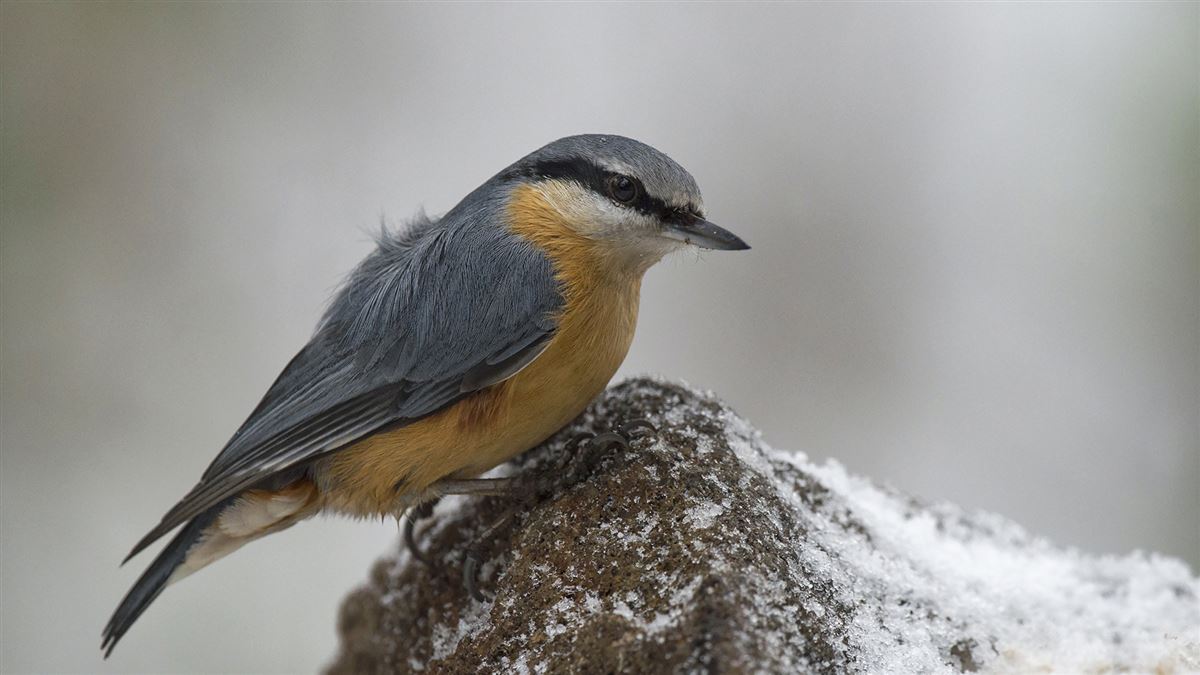 Eurasian Nuthatch