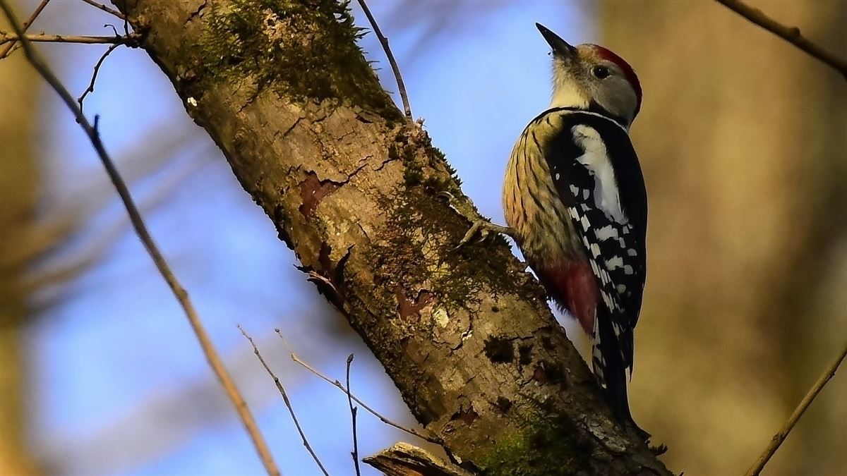 Middle Spotted Woodpecker