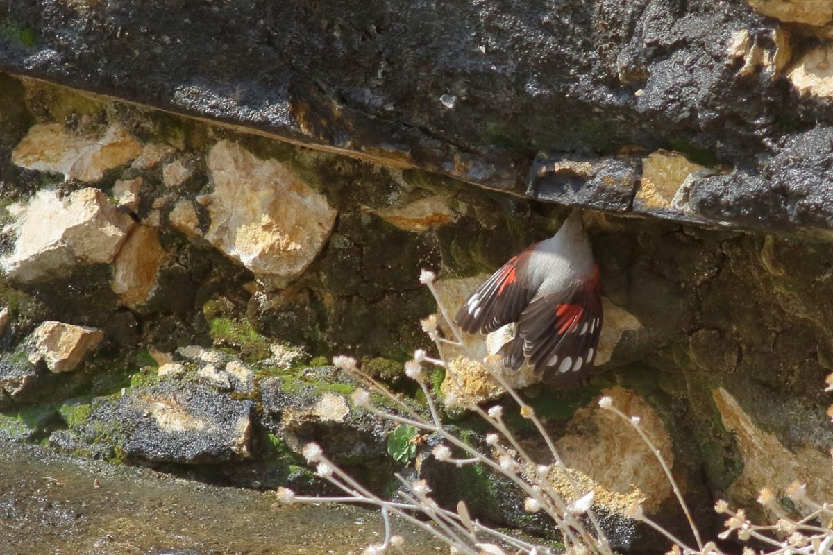 Wallcreeper