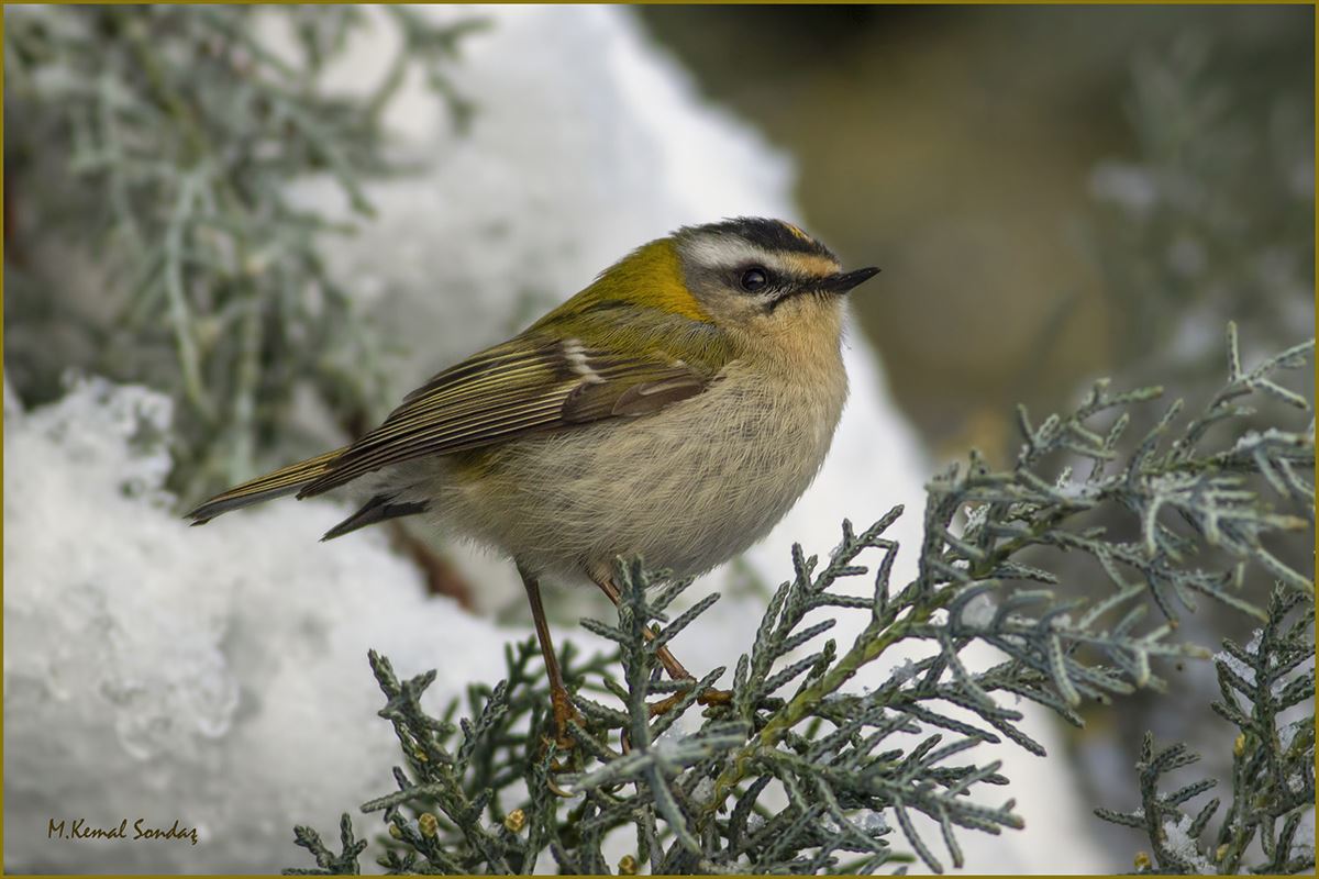 Common Firecrest