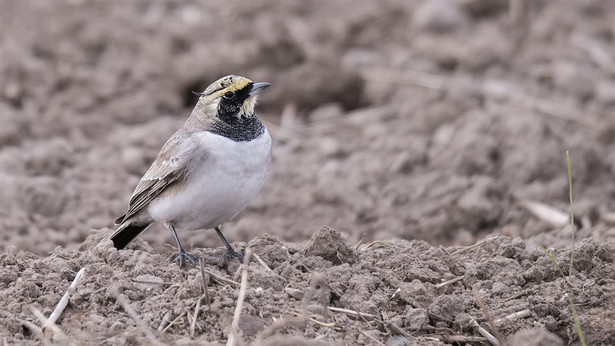 Horned Lark