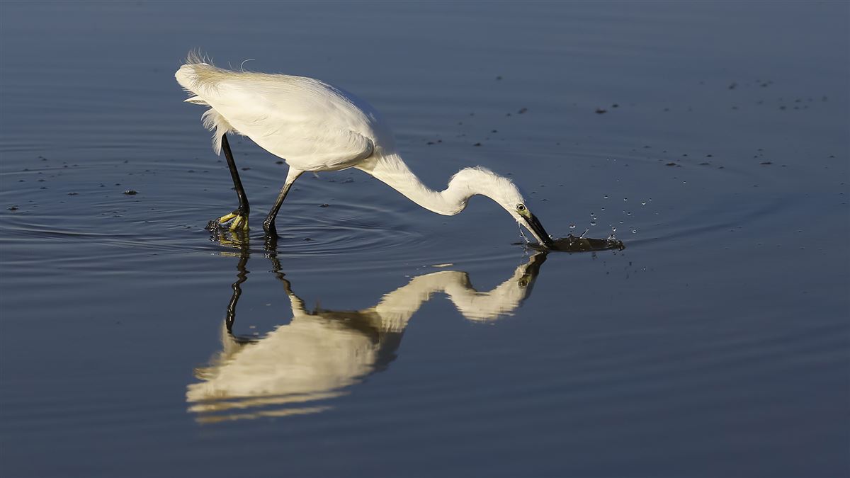 Little Egret