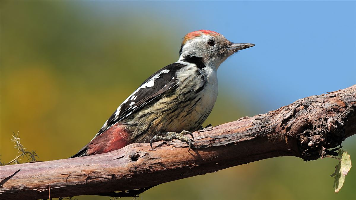 Middle Spotted Woodpecker