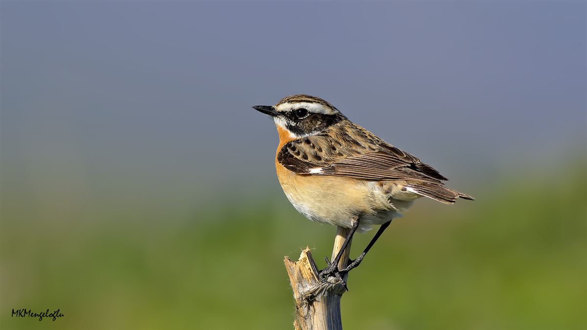 Whinchat