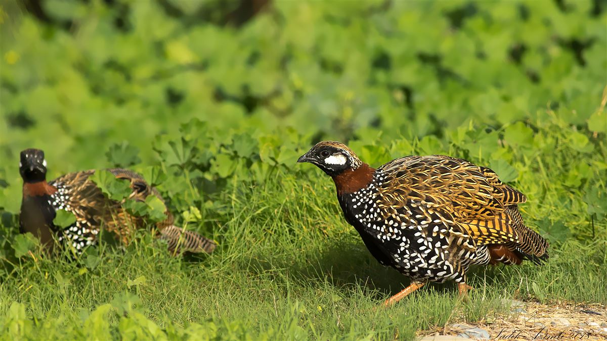 Black Francolin