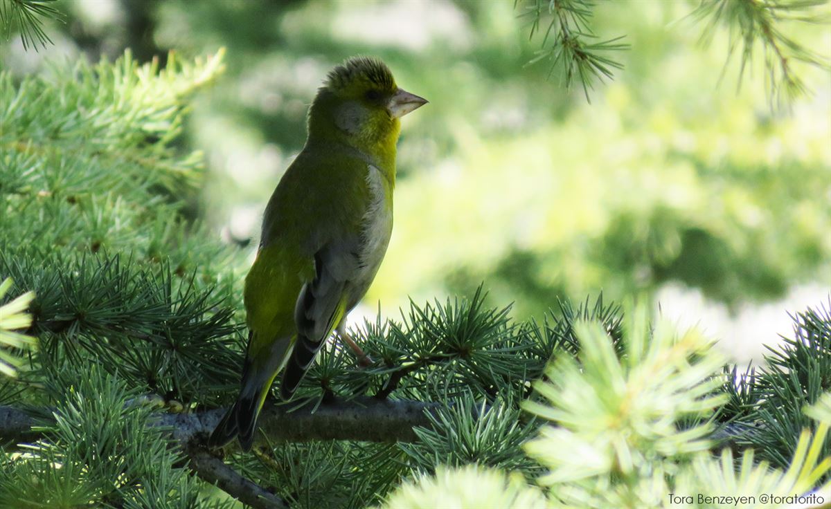 European Greenfinch