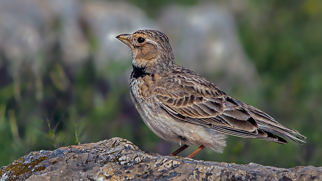 Calandra Lark