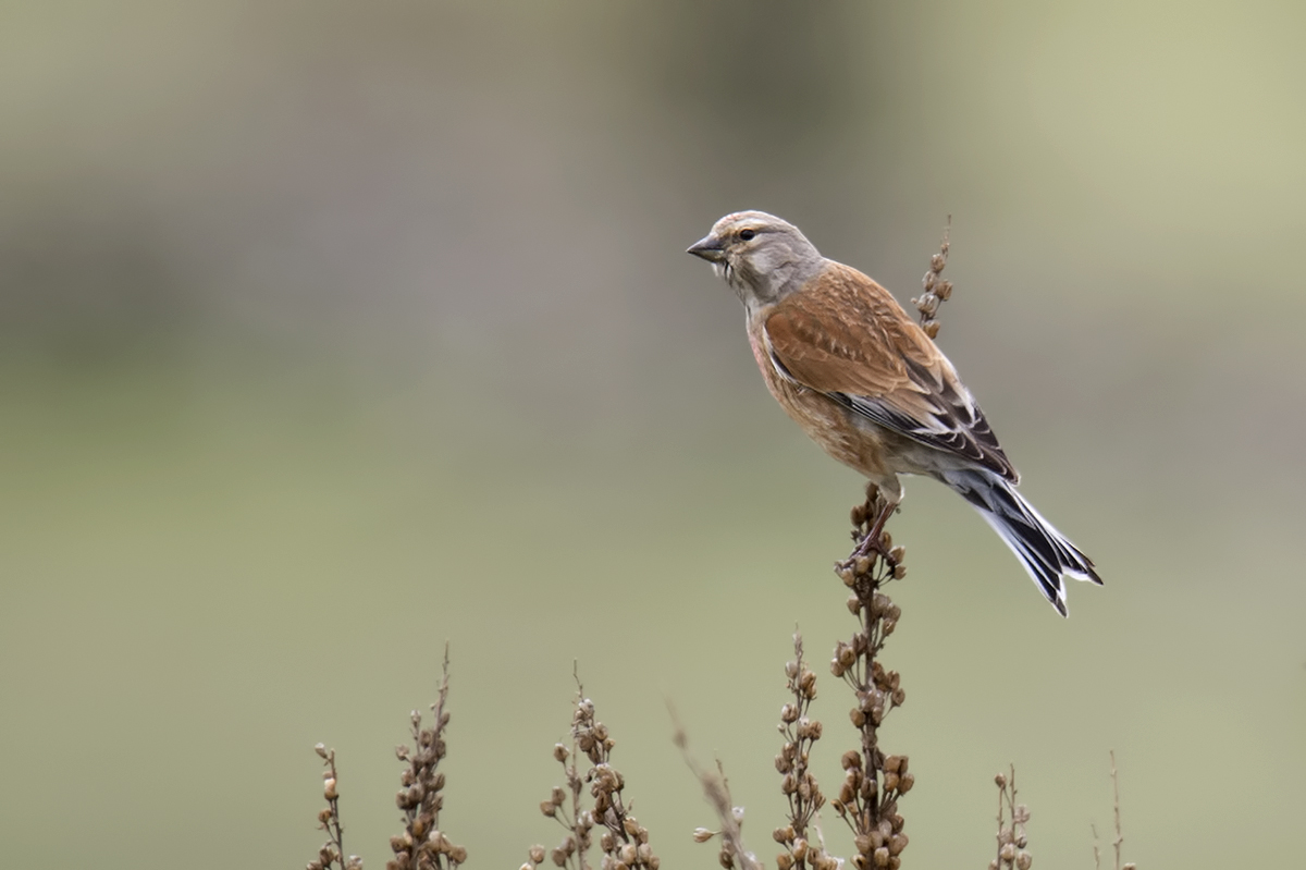 Common Linnet