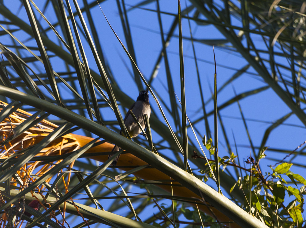White-spectacled Bulbul