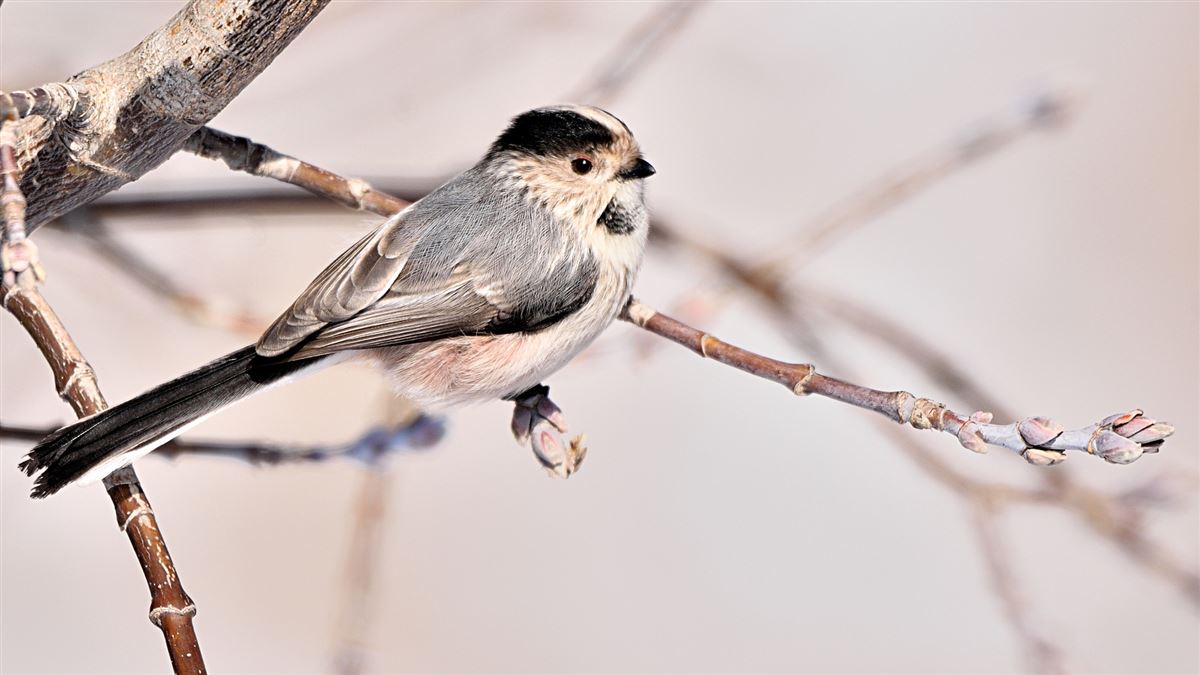 Long-tailed Tit