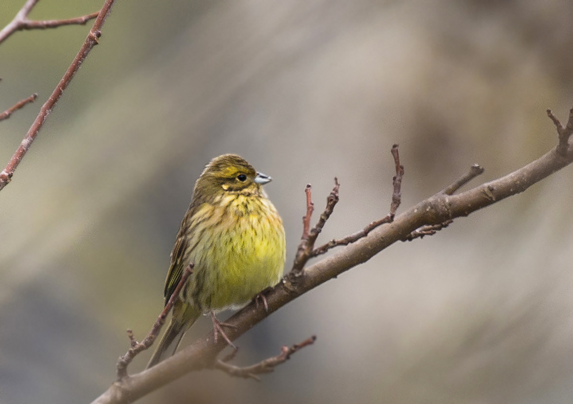 Yellowhammer