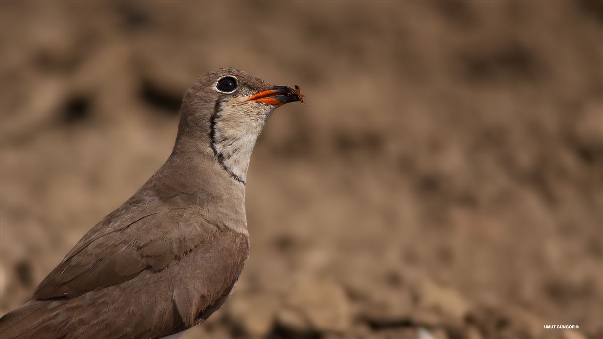 Collared Pratincole