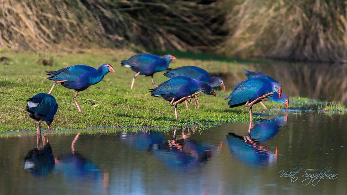 Grey-headed Swamphen