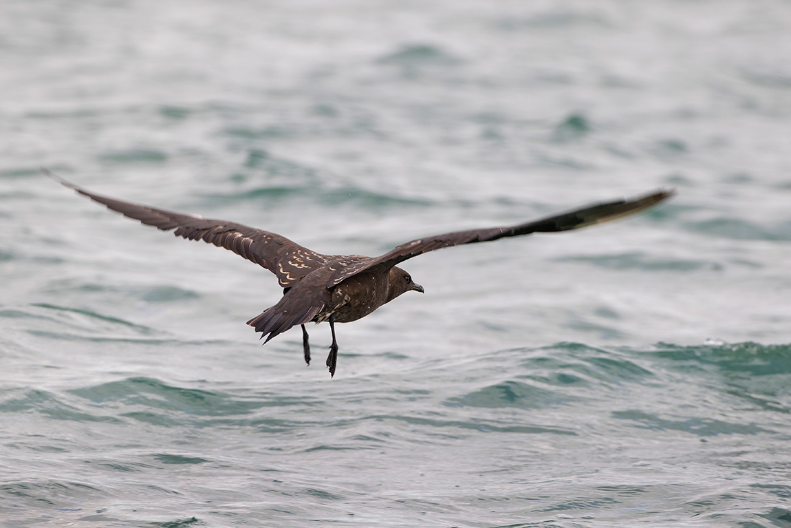 Parasitic Jaeger
