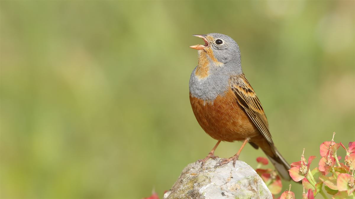 Cretzschmar`s Bunting