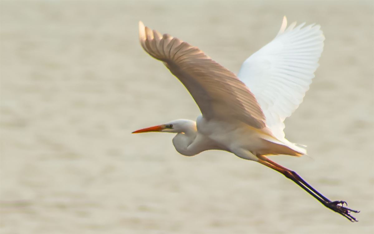 Great Egret