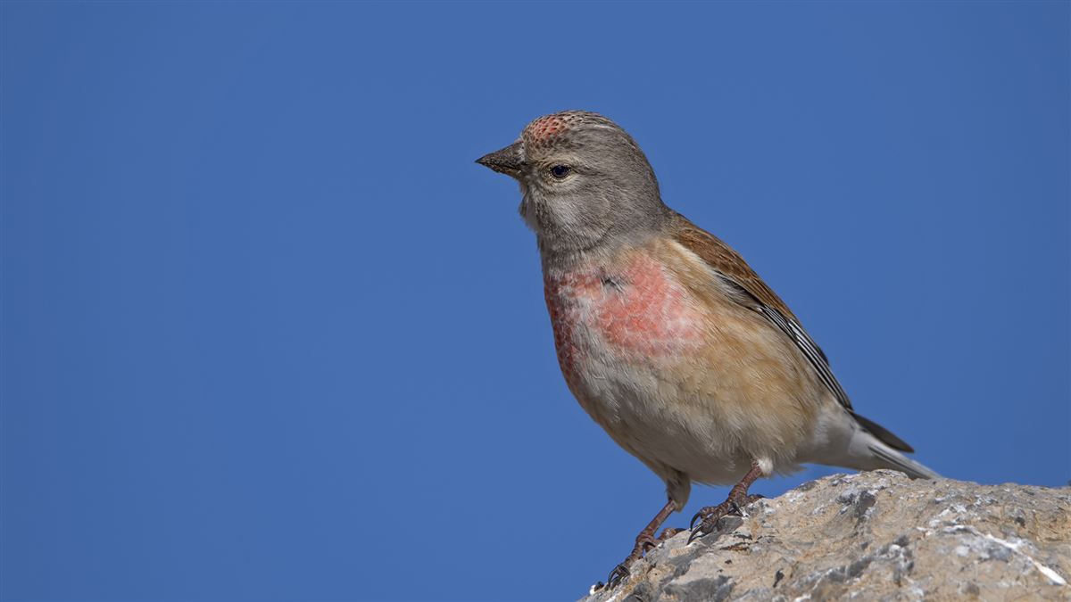 Common Linnet
