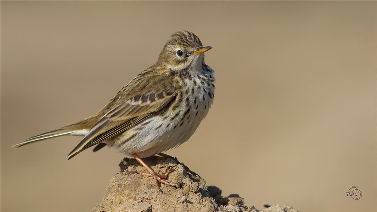 Meadow Pipit
