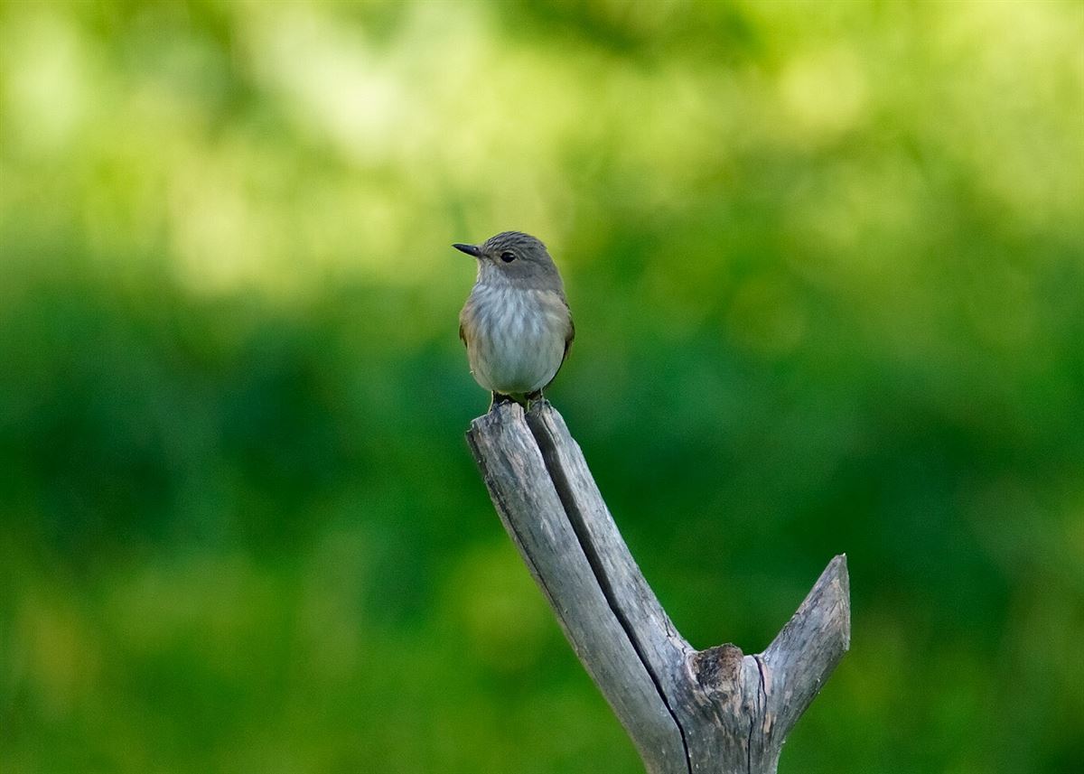 Spotted Flycatcher