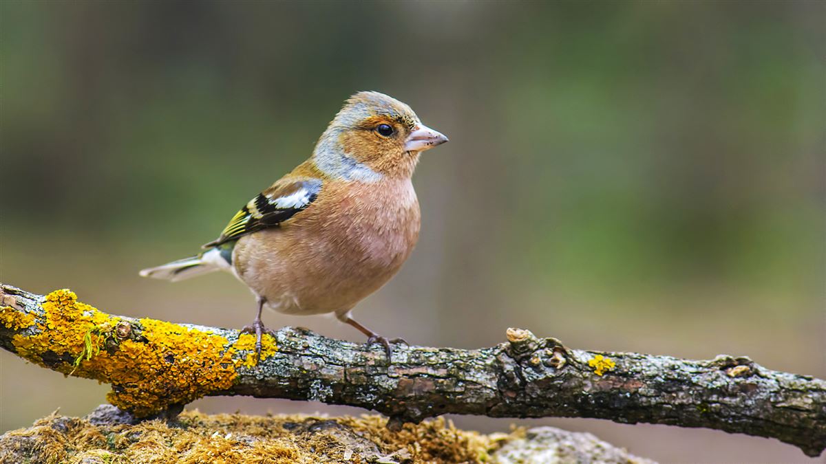 Common Chaffinch