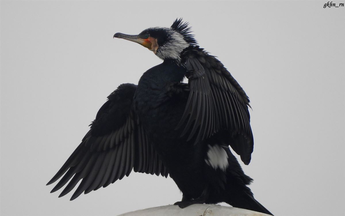 Great Cormorant