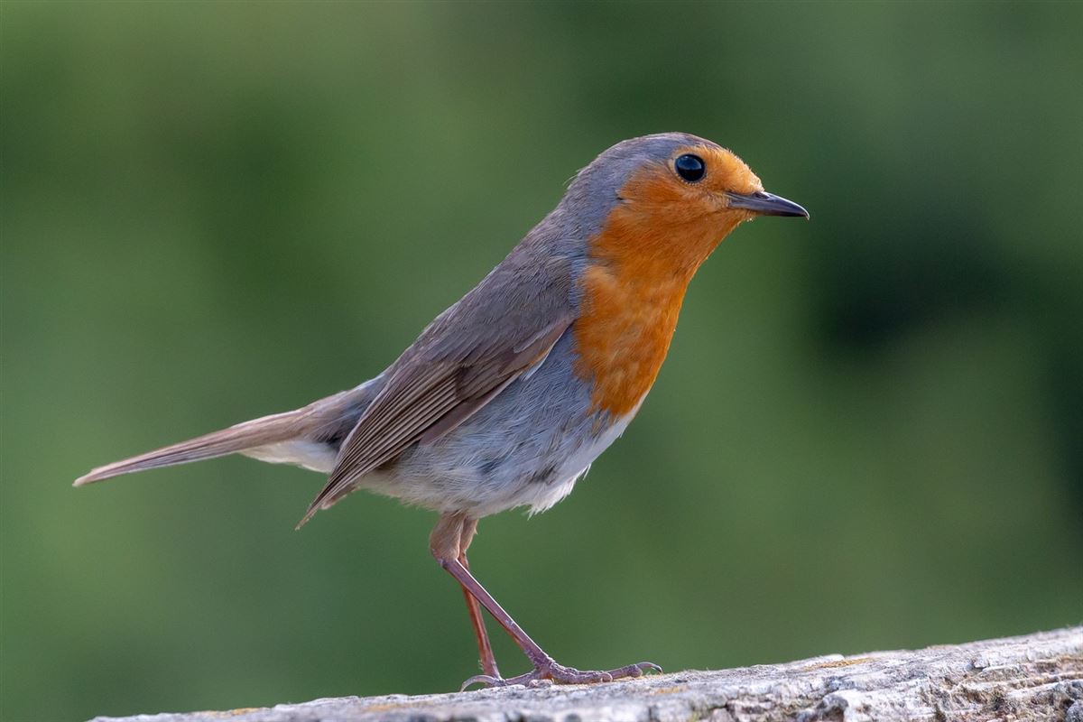 European Robin