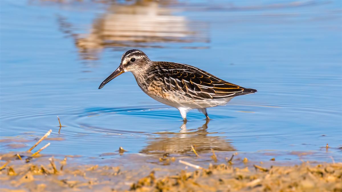 Broad-billed Sandpiper