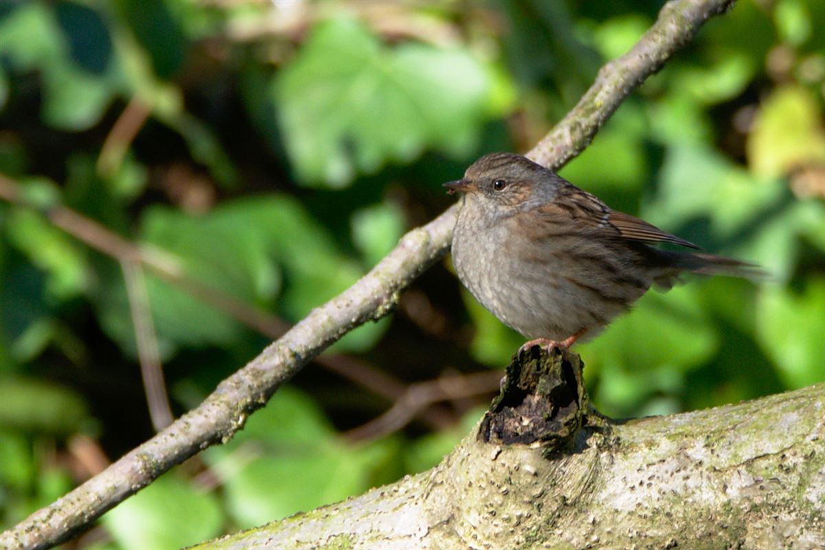 Dunnock