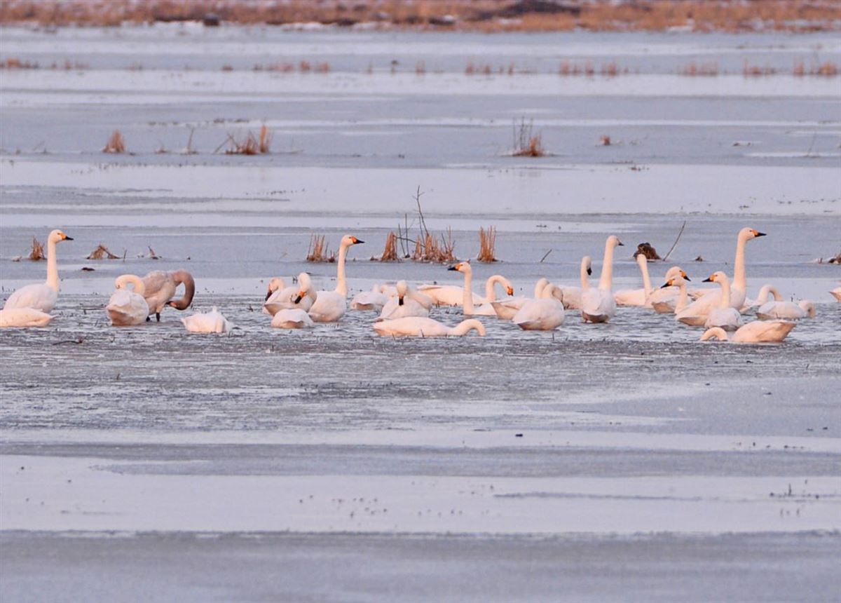 Tundra Swan
