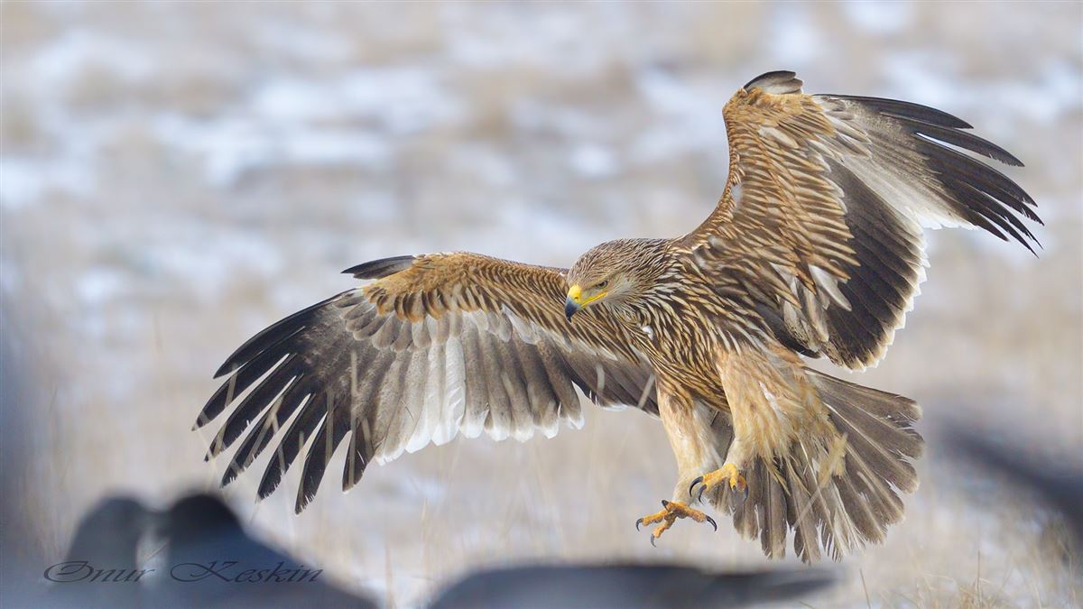 Eastern Imperial Eagle