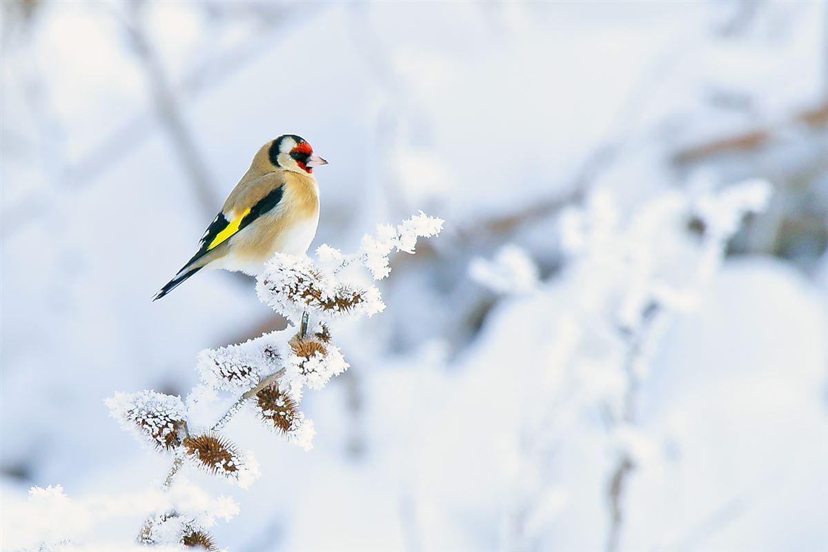 European Goldfinch