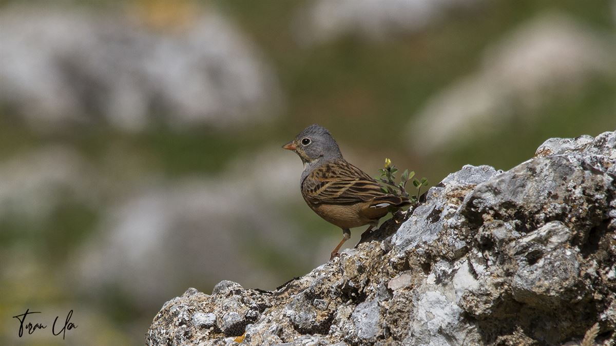 Cretzschmar`s Bunting