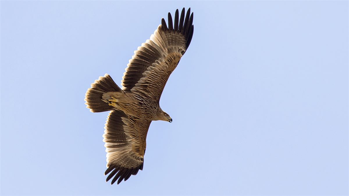 Eastern Imperial Eagle