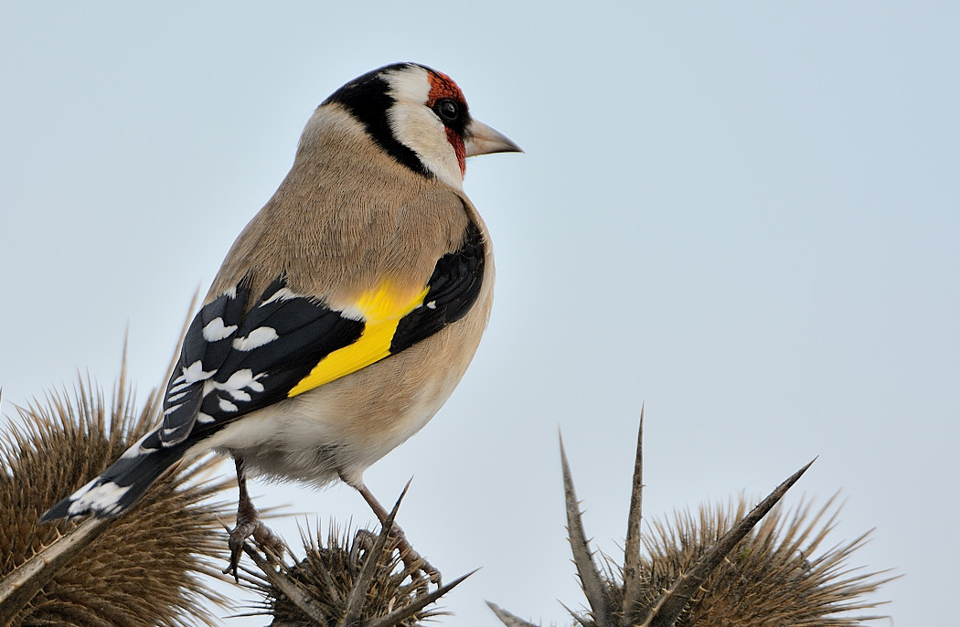 European Goldfinch
