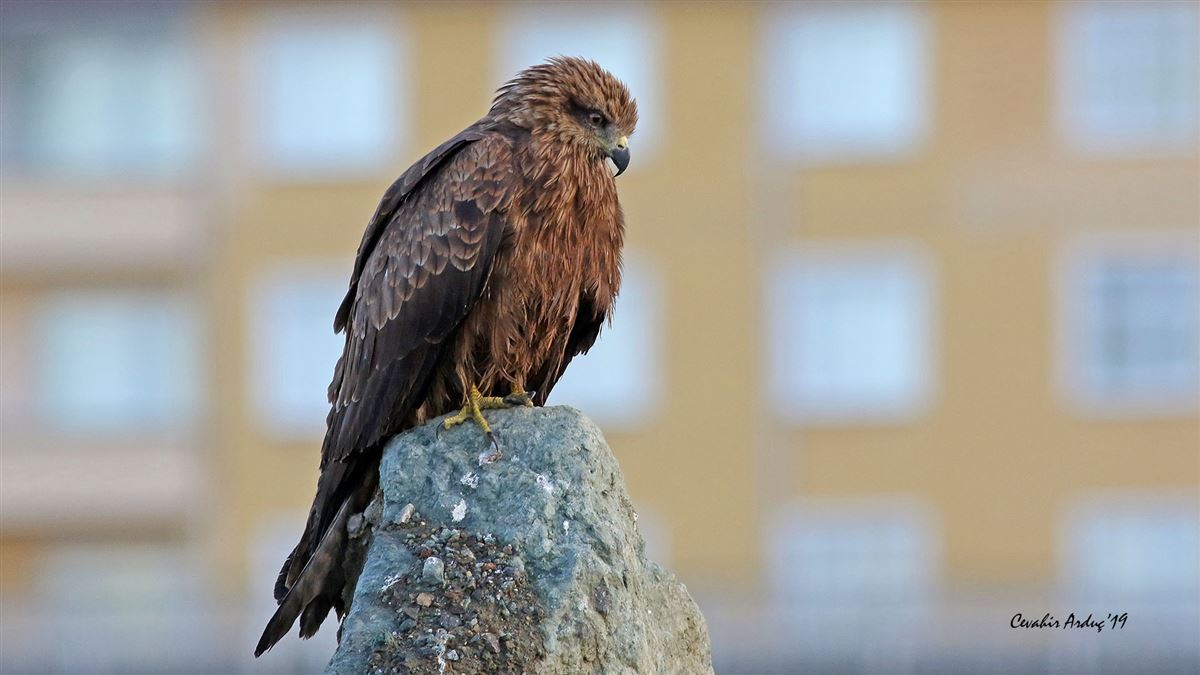 Black Kite