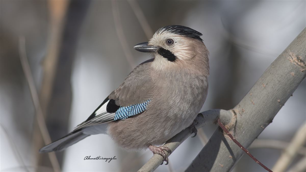 Eurasian Jay