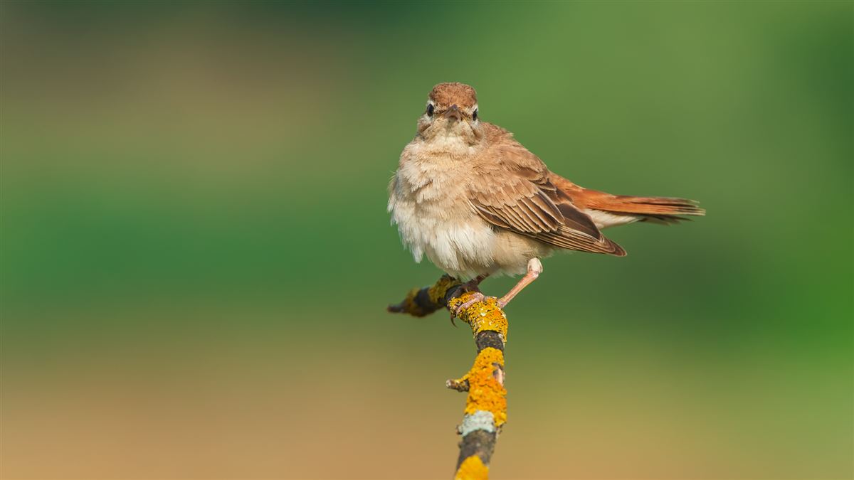 Rufous-tailed Scrub Robin