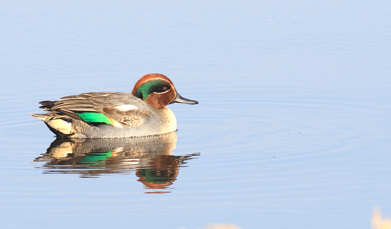 Eurasian Teal