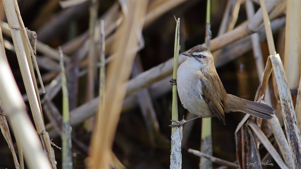 Moustached Warbler