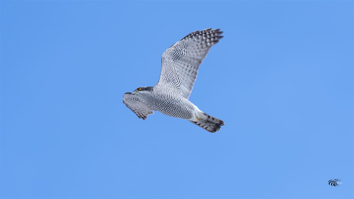 Eurasian Goshawk