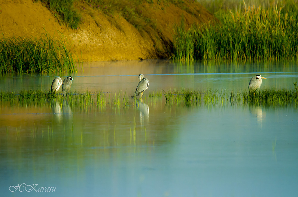 Grey Heron