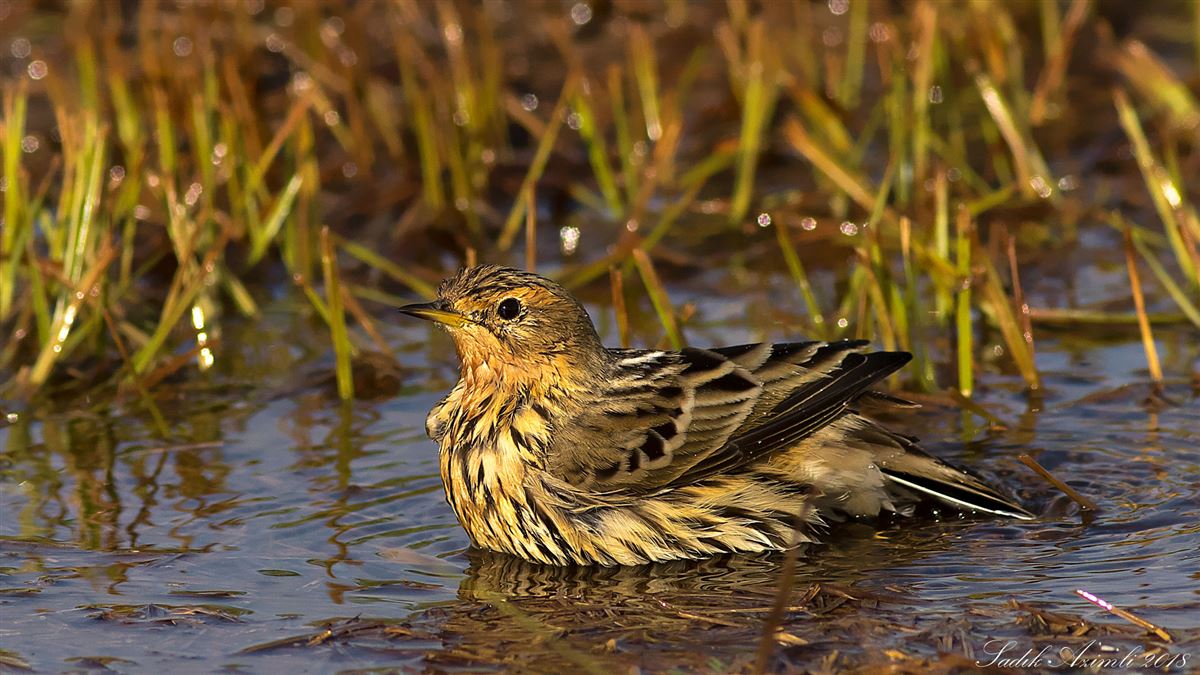 Red-throated Pipit