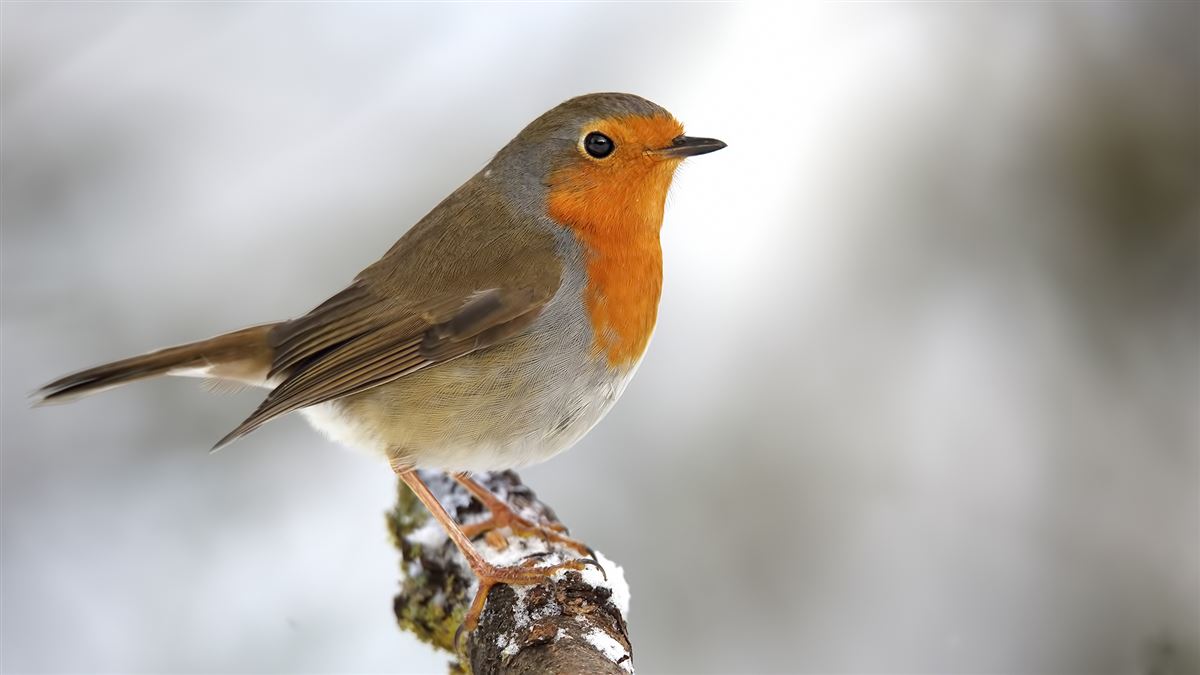 European Robin