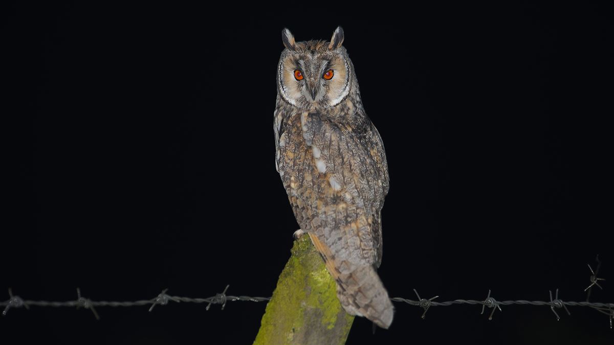 Long-eared Owl